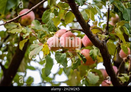 A view of two pink apples growing among others on a tree in the morning raindrops on them. Stock Photo