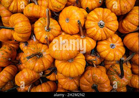 A flat view group of small orange pumpkins in a box on a farm. Stock Photo