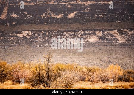 Golden Brush at Base of Rock Cliff in Big bend National Park Stock Photo