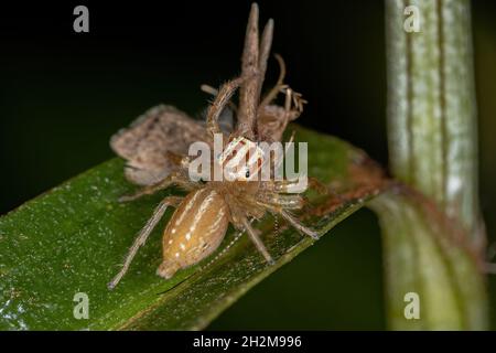 Female Adult Jumping Spider of the Genus Chira preying on a adult Net-spinning Caddisfly of the Family Hydropsychida Stock Photo