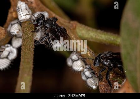 Adult Stingless Bee of the Tribe Meliponini interacting with Typical Treehoppers Nymph of the Tribe Membracini Stock Photo