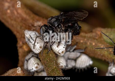 Adult Stingless Bee of the Tribe Meliponini interacting with Typical Treehoppers Nymph of the Tribe Membracini Stock Photo