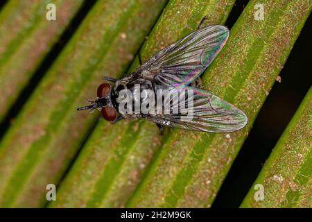 Stable Fly of the species Stomoxys calcitrans Stock Photo - Alamy