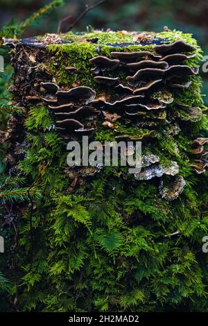 Tree stump overgrown with moss and mushrooms, nature Stock Photo