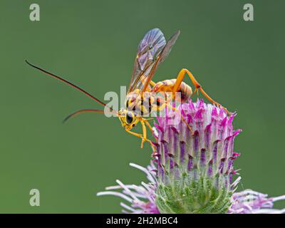beautiful ichneumonid parasitoid wasp (Banchus species) perched on a purple thistle flower. Delta, British Columbia, Canada Stock Photo