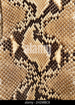 Skin pattern of Reticulated python Python reticulatus Captive ...