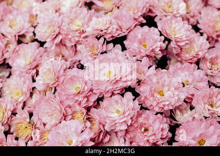 Light pink or purple garden chrysanthemum flowers top view. Beautiful bouquet Stock Photo