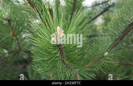 Young pine cones in a park growing in Europe. Coniferous cones. Scots pine or Scots pine Pinus sylvestris is a young male pollen flower on a tree grow Stock Photo