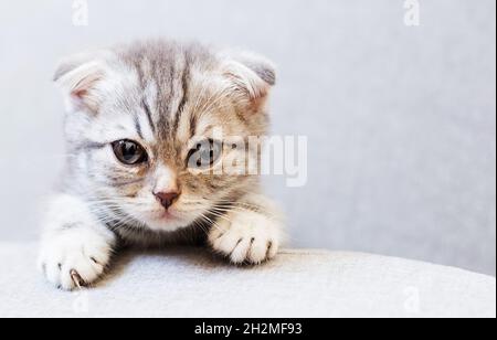 Portrait of Scottish fold kitten Stock Photo