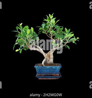 tigerbark fig bonsai over dark background ( Ficus microcarpa ) Stock Photo