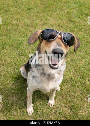 Outdoor portrait of mixed breed dog sitting in stylish black sunglasses and looking happy female Stock Photo