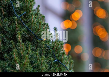 green christmas tree branches with abstract colorful  bokeh lights, soft focus, focus on the branch Stock Photo