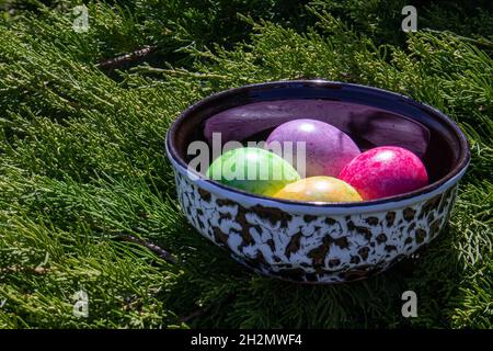 Four multicolored bright easter eggs in ceramic bowl staying on live thuja branch Stock Photo