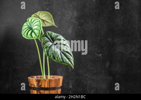 Tropical Alocasia Baginda Dragon Scale houseplant in wooden flower pot over dark background Stock Photo