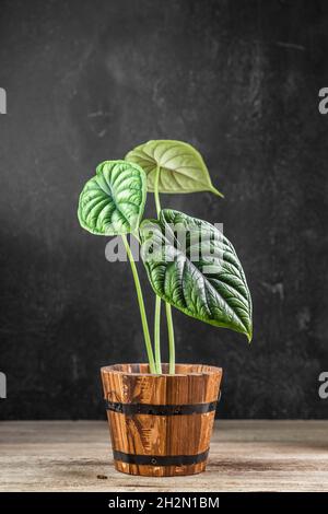 Tropical Alocasia Baginda Dragon Scale houseplant in wooden flower pot over dark background Stock Photo