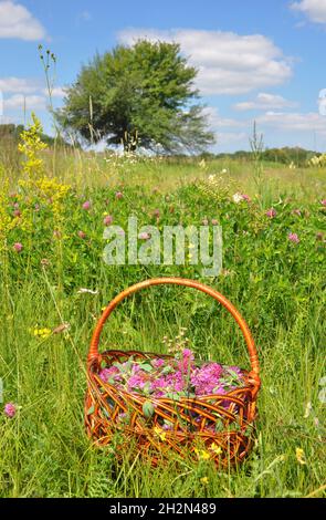 Gather Herbs.  Gather Red clover flowers for herbal tea. Red clover is commonly used to make a sweet-tasting herbal tea. Stock Photo