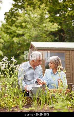 Senior Couple In Garden At Home Working On Raised Vegetable Beds Together Stock Photo