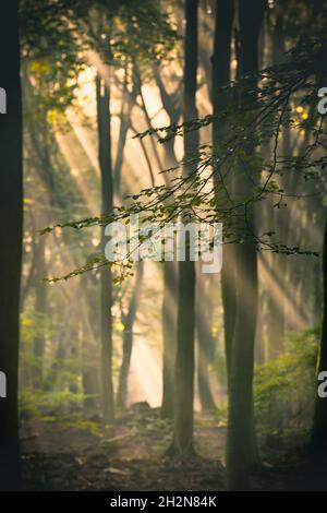 Dirt road through the spring deciduous forest on a foggy morning. Stock Photo