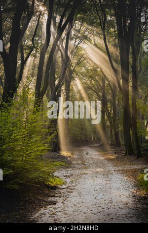 Dirt road through the spring deciduous forest on a foggy morning. Stock Photo