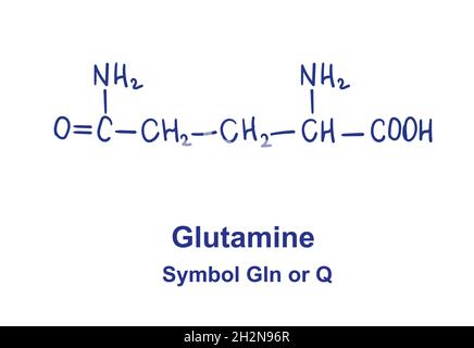 Glutamine chemical structure. Vector illustration Hand drawn Stock Vector