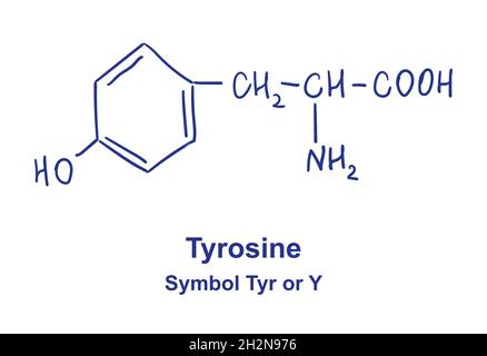 Tyrosine chemical structure. Vector illustration Hand drawn Stock Vector