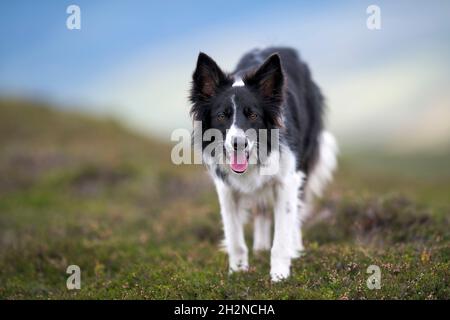 Border collie walking on grass Stock Photo