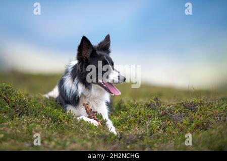 Border Collie panting while sitting on grass Stock Photo