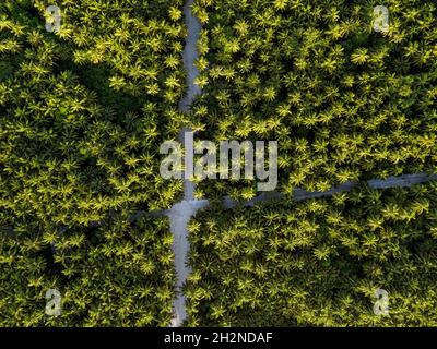 Maldives, Meemu Atoll, Veyvah, Aerial view of island grove of green palm trees Stock Photo