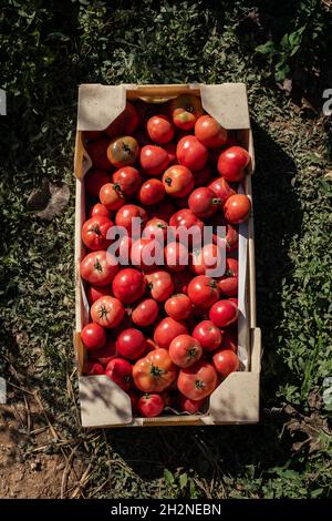 Crate of red freshly picked tomatoes Stock Photo