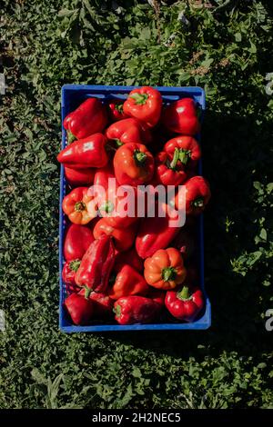 Crate of freshly picked red bell peppers Stock Photo
