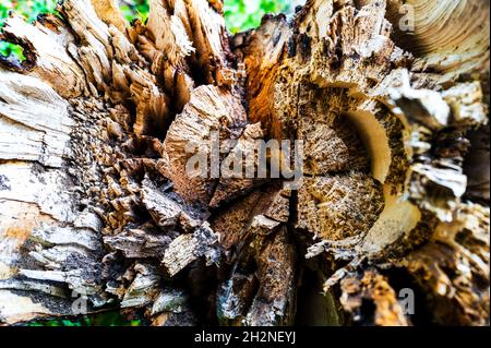 The inside of a tree trunk after storm damage, taken in Leipzig (Germany) in October 2021 Stock Photo
