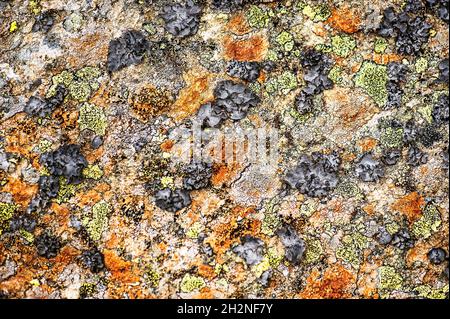 Map lichen (Rhizocarpon geographicum) on rocky surface Stock Photo