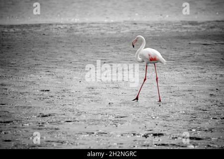 One Greater flamingo (Phoenicopterus roseus) at Walvis Bay beach, Namibia. Stock Photo