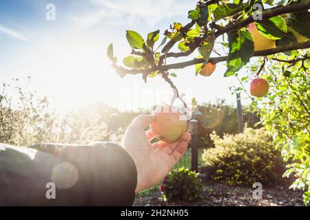 Man harvesting apple on sunny day Stock Photo