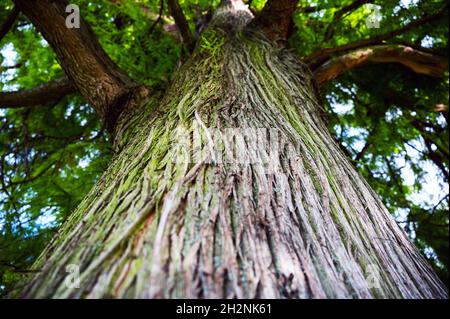 Looking up along a tree trunk Stock Photo