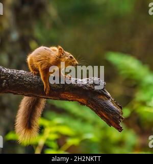The Beautiful Red Squirrel In Early Morning Light Stock Photo