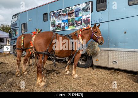 Pair of Suffolk Punch horses at a heavy Horse Event, The Great All England Ploughing Match held in Droxford, Hampshire, England, UK, October 2021 Stock Photo