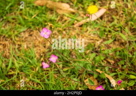 A beautiful small pink coloured four petalled flower in its plant in focus. These are wild flowers mostly grow in warm and cold temperatures. Stock Photo