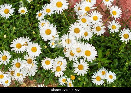Daisy is a perennial herbaceous plant with short creeping rhizomes and rosettes of small rounded or spoon-shaped leaves that are from 3/4 to 2 inches Stock Photo