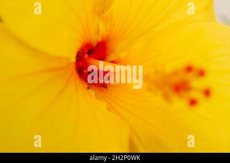 The middle of a shoe flower or hibiscus is called style which is the section that the pollen travels down to the ovary. Ants will infest hibiscus Stock Photo