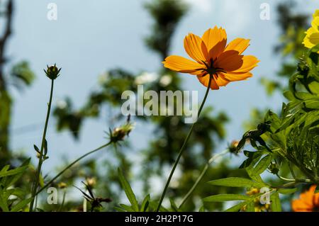 Coreopsis are sun-loving, low maintenance perennials with daisy-like flowers. They are drought tolerant, long-blooming and grow in poor rocky soil. Stock Photo