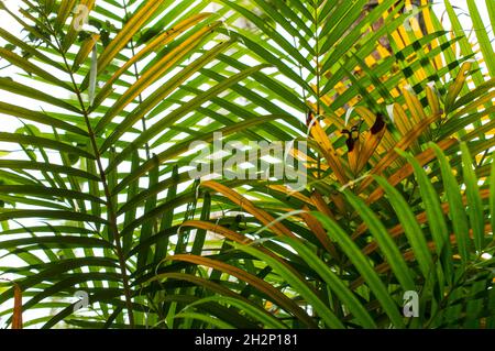 Green and yellow arecanut tree leaves forming a beautiful texture background pattern Stock Photo