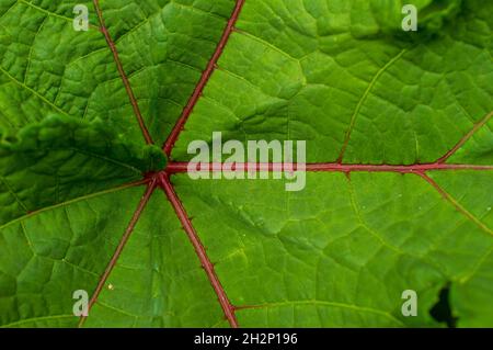 A perennial plant with bright lime green leaves highlighted by veins deep purple. This plant thrives in partial shade with well-drained soil. Stock Photo