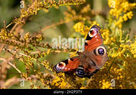 Peacock Butterfly feeding on the goldenrod flowers. Aglais io Stock ...