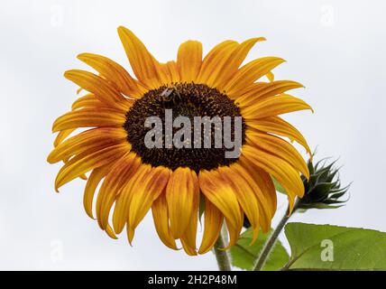 Yellow-orange Sunflower against bright background. Helianthus. Stock Photo