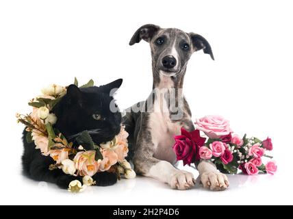 English Whippet and cat in front of white background Stock Photo