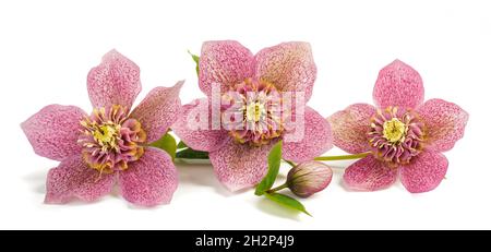 helleborus flowers with bud isolated on white Stock Photo