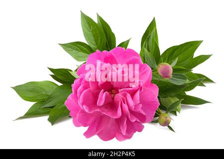 Peony flower  isolated on white background Stock Photo