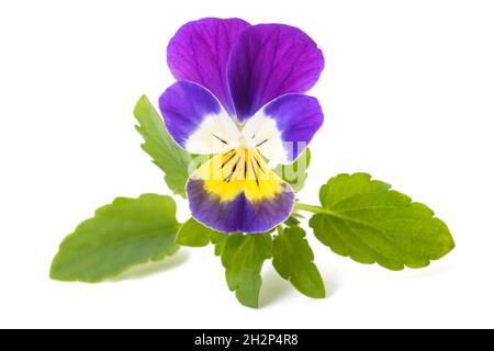 Wild pansy flower isolated on white background Stock Photo