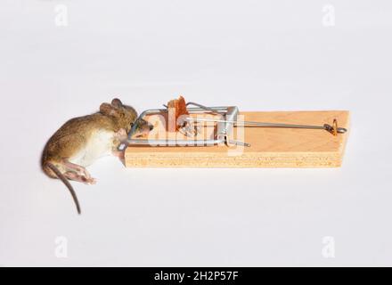 Dead mouse in a wooden mousetrap isolated on white background. Dead mouse in a trap. Stock Photo